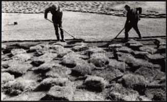 cca 1960-1970 Magyar Alfréd: Gyeptégla szedők, vintage fotóművészeti alkotás, pecséttel jelzett, feliratozott, 14x24 cm