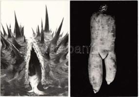 cca 1970-1980 Botta Dénes (1921-2010): Pajzán természet, vintage fotó, jelzetlen, a szerző hagyatékából, 2 db  15x10 cm