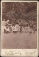cca 1900 Lósimogatás, gróf Hardenberg, Sátoraljaújhely, keményhátú fotó, 16x11 cm