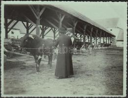 cca 1920 Bikavásár, 11x8 cm