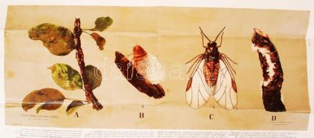 1898 A vértetű litografált képes minisztériumi ismertető 60x50 cm