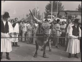 cca 1960-1970 Megérkezett Budapestre a Hortobágy bikája, 24x18 cm