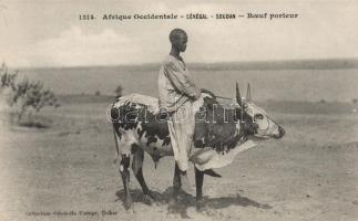 Senegalese folklore, man on cattle