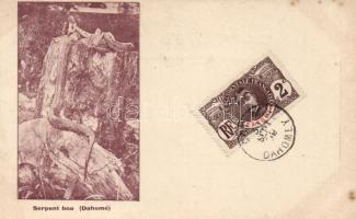 Boa snake, Benin (fl)