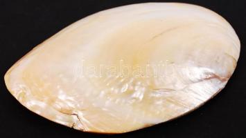 Gyöngykagyló belsejében natúr gyöngyképződményekkel /
pearl oyster, 10x14 cm