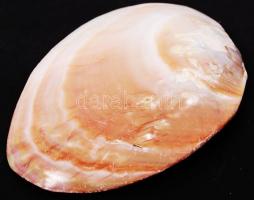 Gyöngykagyló belsejében natúr gyöngyképződményekkel /
pearl oyster, 10x14 cm