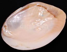 Gyöngykagyló belsejében natúr gyöngyképződményekkel / pearl oyster, 12x17 cm