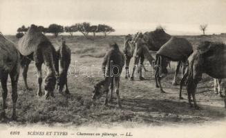 Chameaux au paturage / Camels