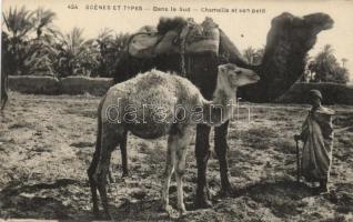 Chamelle et son petit / Camels