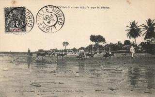 Libreville, oxen