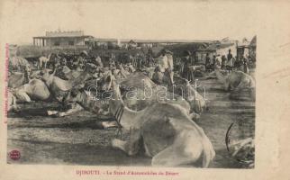 Djibouti, Le Stand d'Automobiles du Désert / camels in the desert