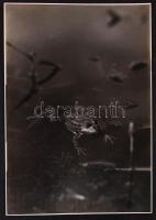 1930 Balogh Rudolf (1879-1944): Vadászó béka, vintage fotóművészeti alkotás, jelzetlen, a szerző hagyatékából, névvel publikálva a Magyar Fotográfia 1930/1. számában,  29x20 cm