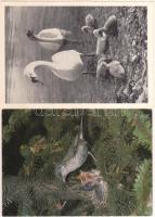 50 db modern, jó minőségű, madarakat ábrázoló motívum lap / 50 modern motive cards, birds, good qual...