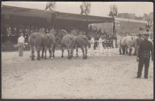 Paris, Concours Central Hippique, horses, photo &lt;br/&gt;