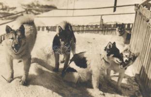 Polarhunde der Jungfraubahn / Huskies in Switzerland