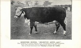 Hereford Heifer, Thorley&#039;s Food for cattle