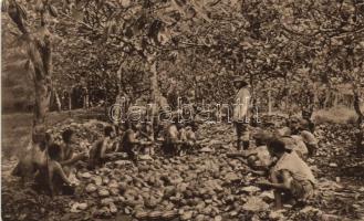 Kamerun, cocoa harvest, folklore