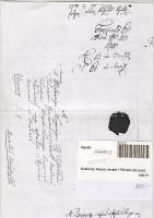 Kazinczy Ferenc levele 1790-ből (Az eredeti irat fénymásolata)