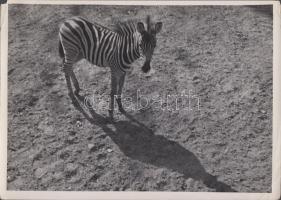 cca 1930-1935 Kinszki Imre (1901-1945): Zebracsikó, vintage fotóművészeti alkotás, két sarkán kisebb...