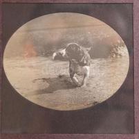 3 db vegyes témájú üvegnegatív (vadász, vadászkutya, kapu), 8x8 cm /
hunter photo negativ