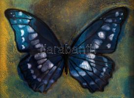 Németh Klára (1956-): Pillangó. Tűzzománc, fémlap, jelzés hátul, újszerű keretben, 12×12 cm