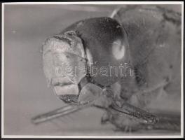 cca 1930-1937 Kinszki Imre (1901-1945): Cordulia tízszeres nagyításban, feliratozott vintage alkotás, a szerző hagyatékából, 11x15 cm