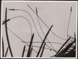 cca 1930-1935 Kinszki Imre (1901-1945): Múzeumbogár, 250-szeres nagyításban, vintage alkotás, feliratozva, a szerző hagyatékából, 13x18 cm