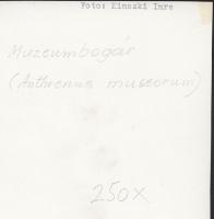 cca 1930-1935 Kinszki Imre (1901-1945): Múzeumbogár, 250-szeres nagyításban, vintage alkotás, felira...
