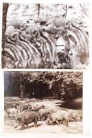 cca 1930-1980 Vaddisznók és vadmalacok, egy régebbi és egy kevésbé régi fényképen, 2 db fotó, 18x24 cm
