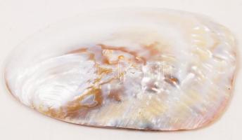 Gyöngykagyló belsejében natúr gyöngyképződményekkel /
pearl oyster, 16x11 cm