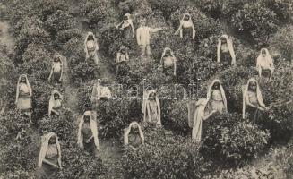 Sri Lanka, Ceylon; tea pluckers at work, folklore