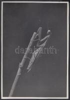 cca 1930-1935 Kinszki Imre (1901-1945): Imádkozó szöcske, vintage fotó, pecséttel jelzett, 17x11 cm