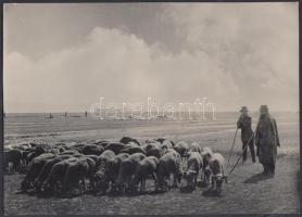 cca 1930 Kerny István (1879-1963): Legelésző juh nyáj a Hortobágyon, pecséttel jelzett, feliratozott vintage fotóművészeti alkotás, 23,5x17 cm