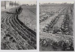 cca 1930 Budapest, bolgár kertészet Zugló határában, 4 db későbbi nagyítás, 12x17 cm