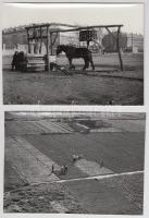 cca 1930 Budapest, bolgár kertészet Zugló határában, 4 db későbbi nagyítás, 12x17 cm