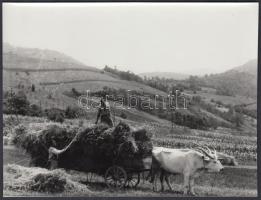 cca 1930 Cséphadaró (másfélfa vagy csép) használata és betakarítás kétökrös szekérrel, 2 db fotó, korabeli negatívokról készült későbbi nagyítások, 12x18 cm