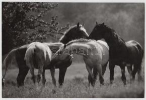 cca 1970-1980 Körtvélyesi László (Pécs) vintage fotóművészeti alkotása lovakról, pecséttel jelzett, ...