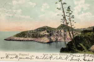 Dubrovnik, Ragusa; Agave in flower, published by J. Kulisic