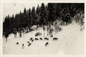 Mariazell, deer feeding