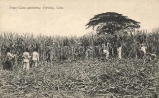 Havana, Sugar Cane gathering