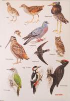 5 db természetismerettel, vadászattal kapcsolatos könyv (Herczegh Éva-Vojnits András: Időjós élővilá...