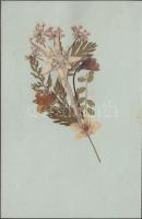 Edelweiss, Leontopodium alpinum in envelope, real flower