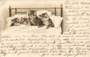 Cats, Schmidt Edgar, litho