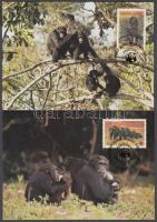 WWF: Chimpanzees set on 4 CM, WWF: Csimpánzok sor 4 db CM-en