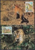 WWF: Tigrisek sor 4 db CM-en, WWF: Tigers set on 4 CM