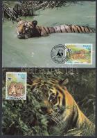 WWF: Tigers set on 4 CM WWF: Tigrisek sor 4 db CM-en