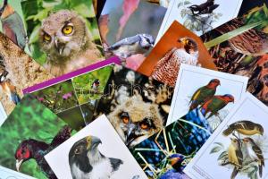 kb. 175 db modern MADÁR motívumlap / BIRDS cca 175 modern postcards