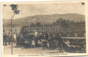 Erbeutete montenegrische Schafe im Defensionslager Avtovac / K.u.K. military, sheep caught in camp Avtovac