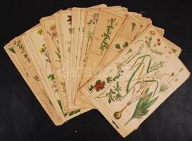 cca 1880 Növények; 47 db, vászonra készült színezett fametszet feliratozva / 47 wood-engravings on c...