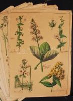 cca 1880 Növények; 47 db, vászonra készült színezett fametszet feliratozva / 47 wood-engravings on c...
